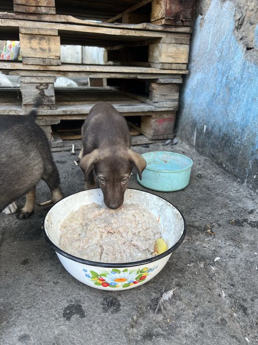 Отдам Щенят в добрые руки