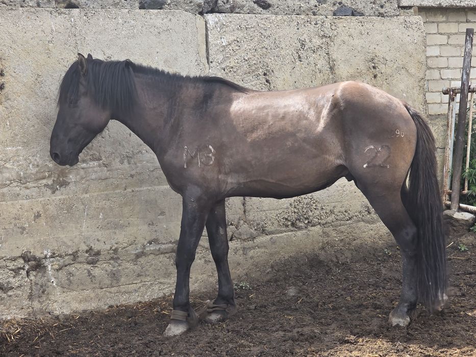 2022ж полутяж дөнен сатылады