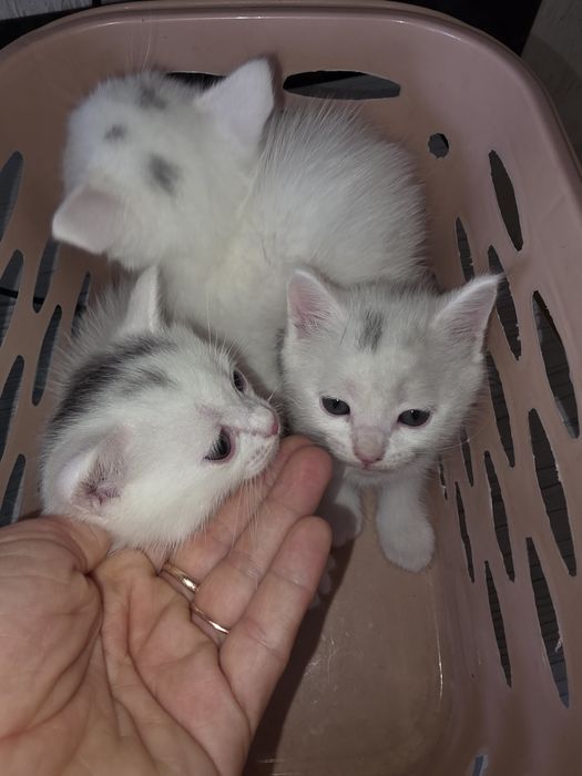 Отдам бесплатно котят