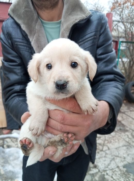 От дам щенков два месяца