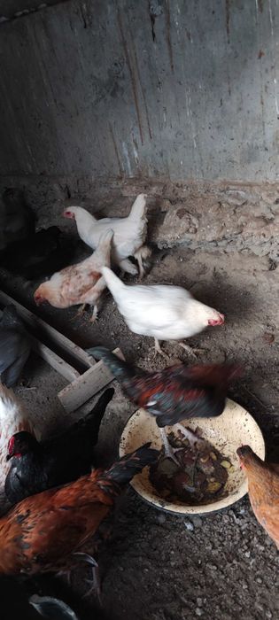 Товуқ хуроз Курицы Петухи