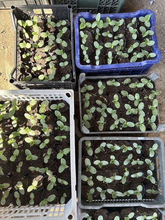 Рассада огурцы