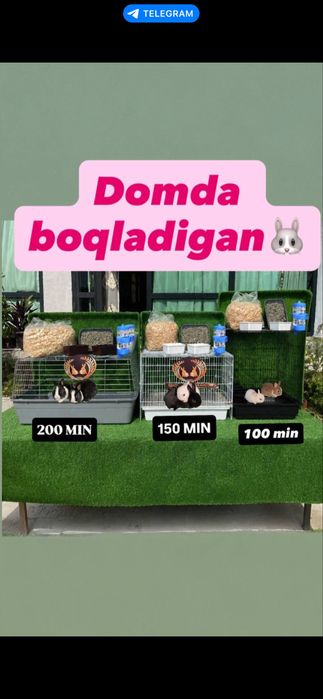 Domda boqiladigan quyonla bor karlikla, mini lops, nederlandskiy quyon