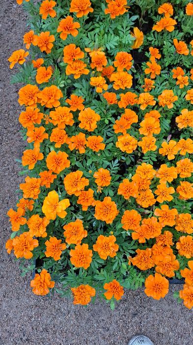 Продам оптом и в розницу петунью