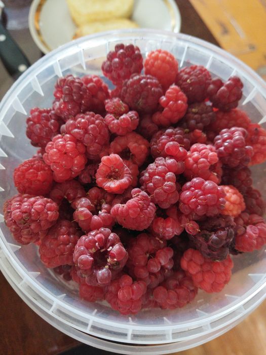 Продаю домашнюю малину