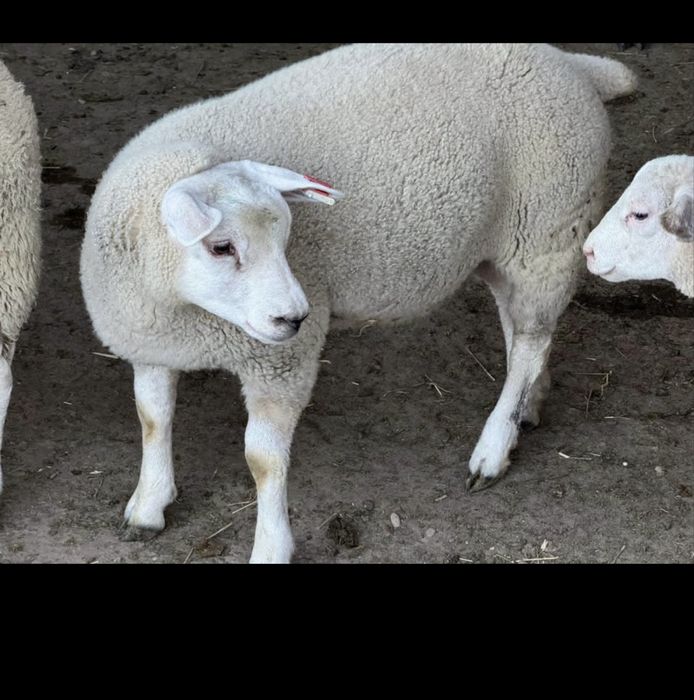 De vanzare oi texel