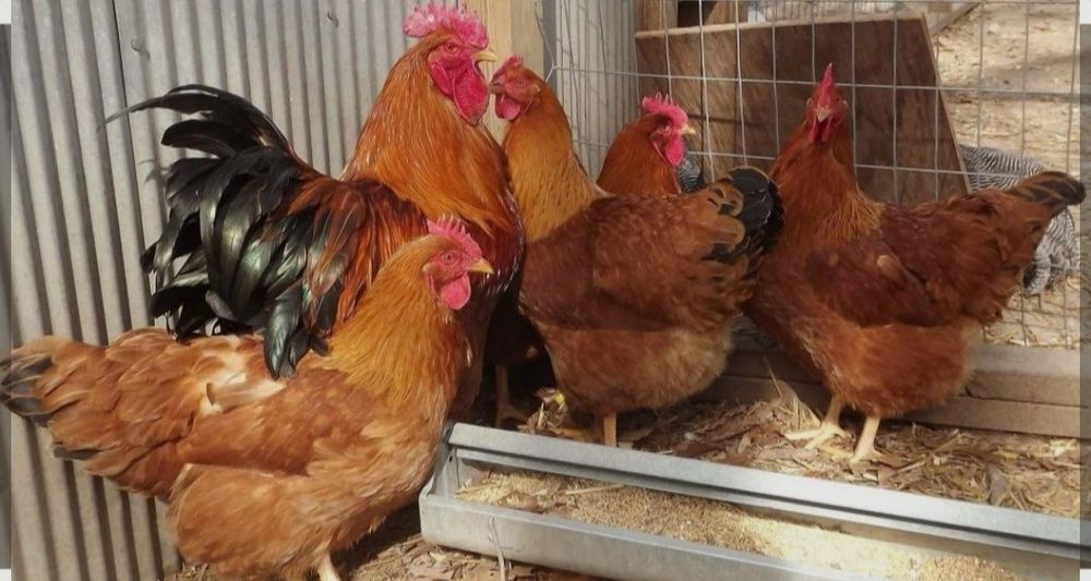 Хан хяп жужалари