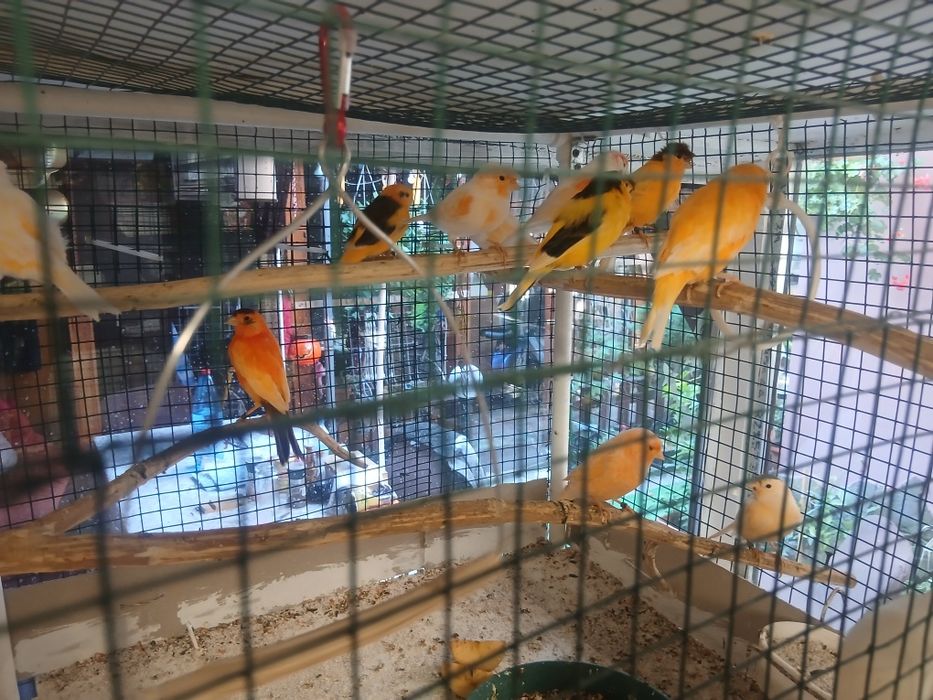 Canari tineret inelați