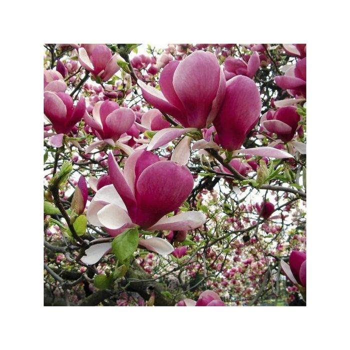 Magnolia Rustica -RUBA