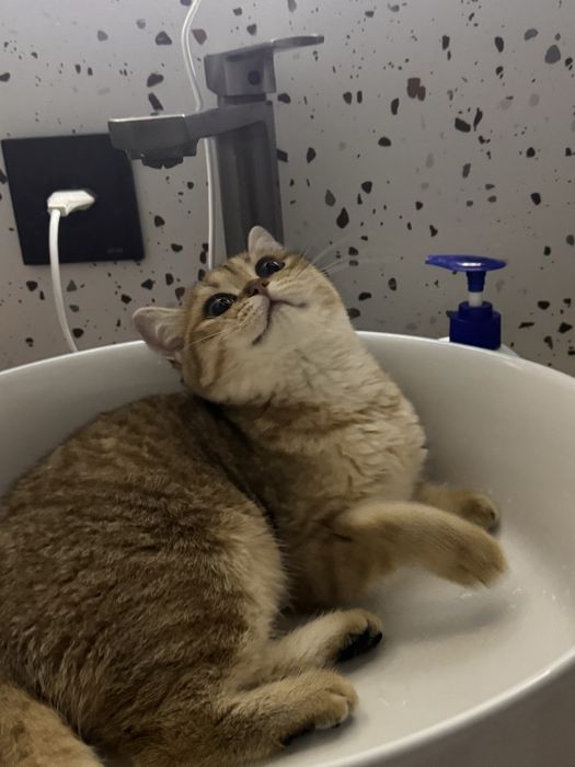 Котенок шиншилла 3 месяца