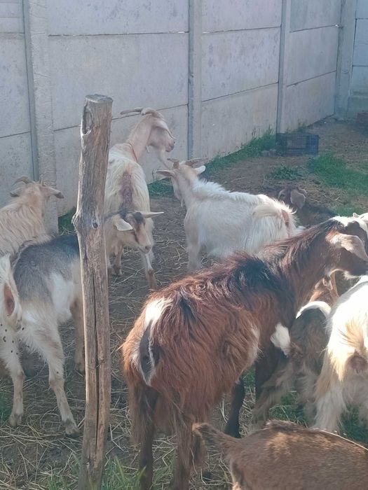 Vând cinci capre si sase iezi