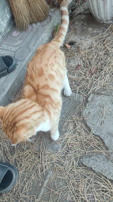 Котик рыжий кот в добрые руки