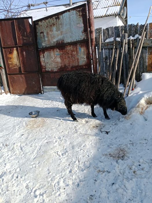 Продам барана, крупный кошкар