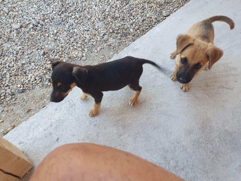 Donez metis jagd terrier