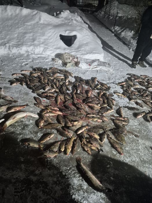 Свежая рыба щука, сазан