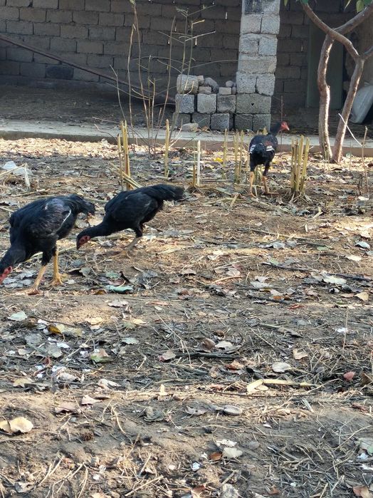 Дакан хуроз срочно сотилади 8 дона майда очилган