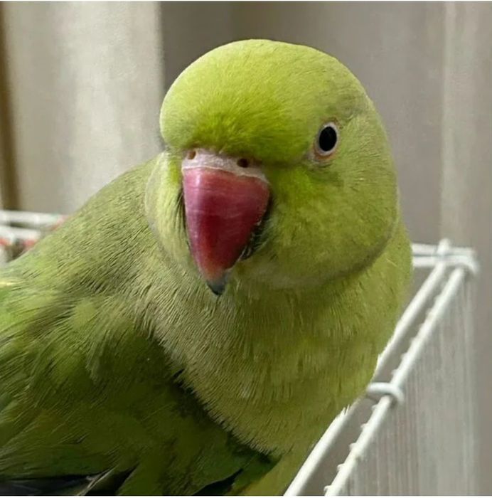 Попугай ожереловый.