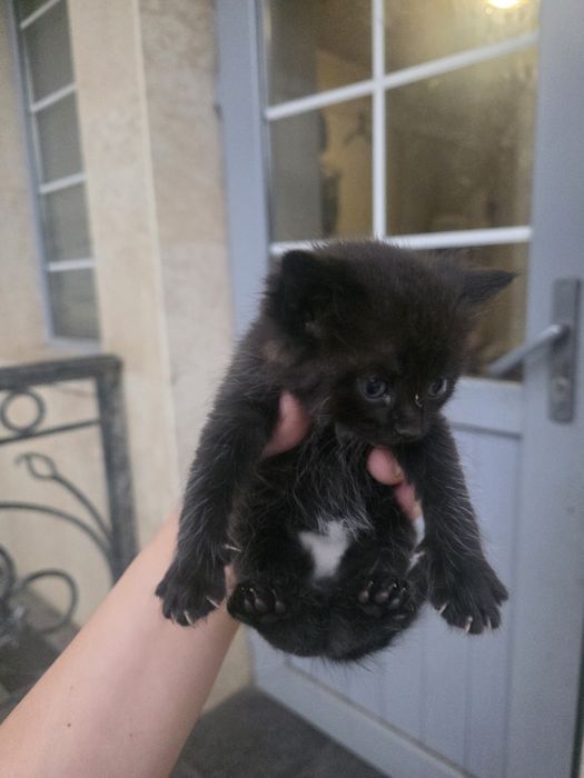 Отдам котят в хорошие руки