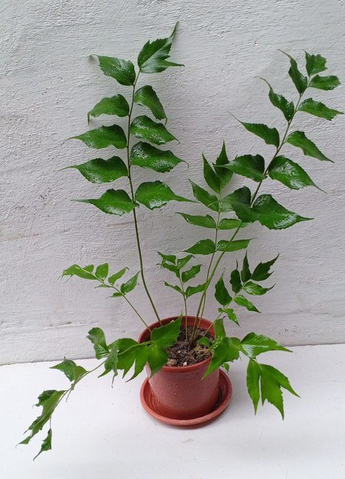 Циртомиум серповидный-папоротник для дома и сада.Экзотическое растени