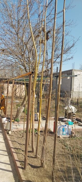 Саженцы из домашнего сада