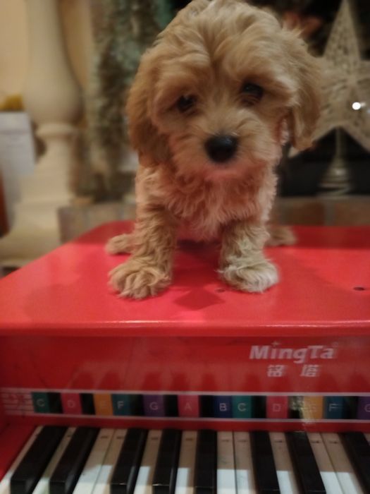 Băiețel Cavapoo jucăuși