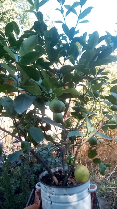 Лимон дерево 6 лет