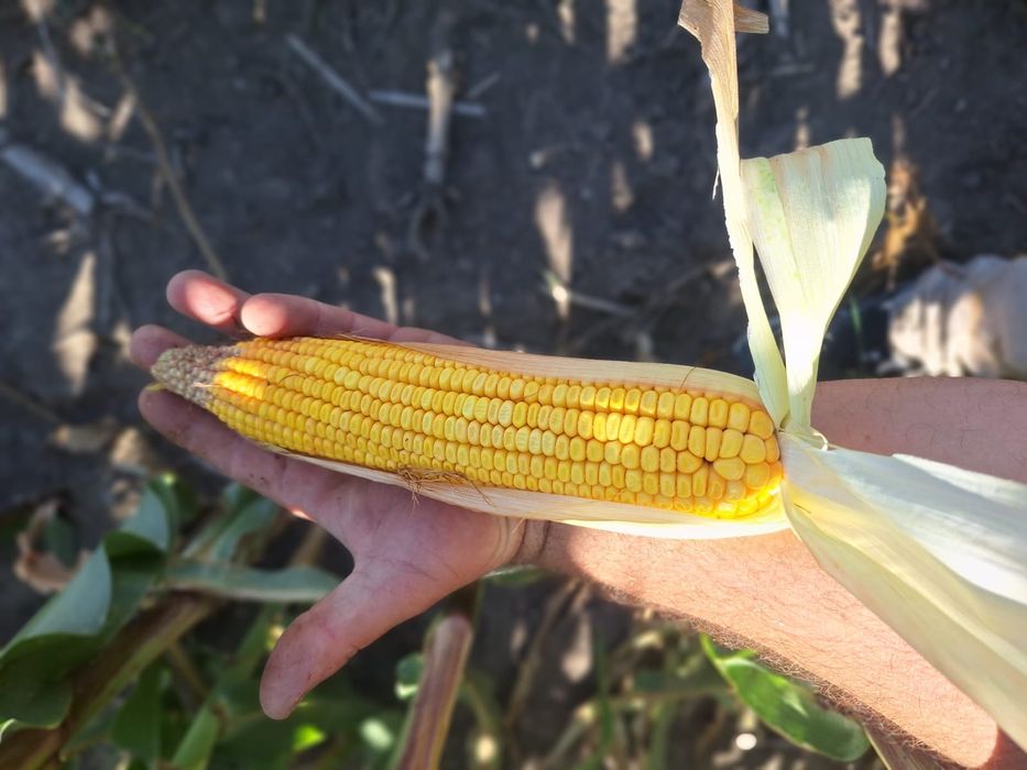 Siloz de porumb deosebit