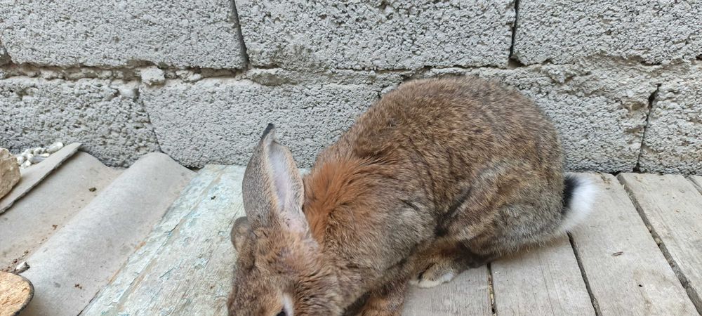 Flandr Quyonlar Sotiladi