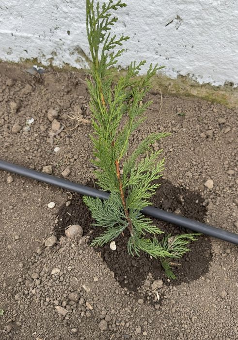 Chiparos Leylandii 40-50cm verde profund