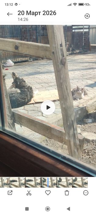 Пропал кот! Район нижняя пятилетка