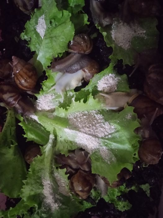 Улиткалар терапия учун