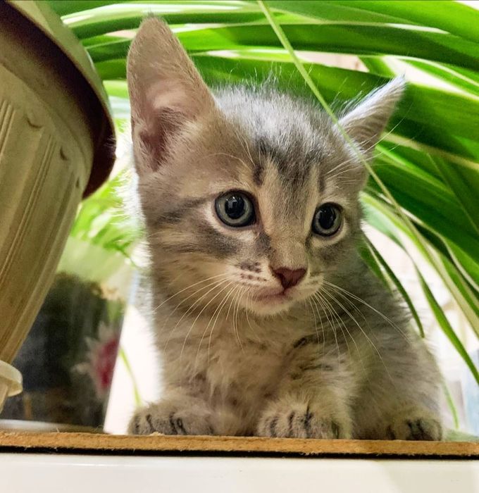Отдам котенка в добрые руки