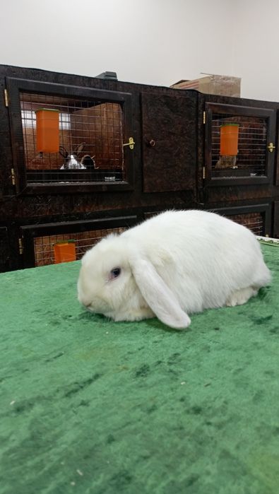 Куён сотилади. Тоза зотлар 300.000 дан балан