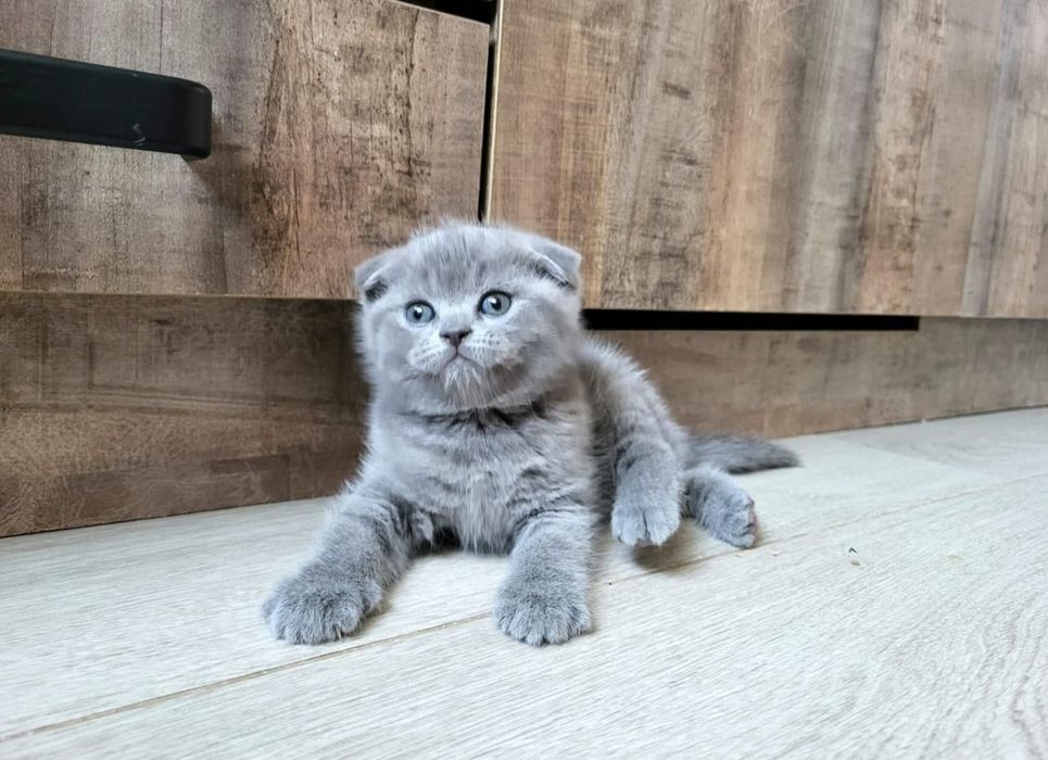 Шотландские фолдики
