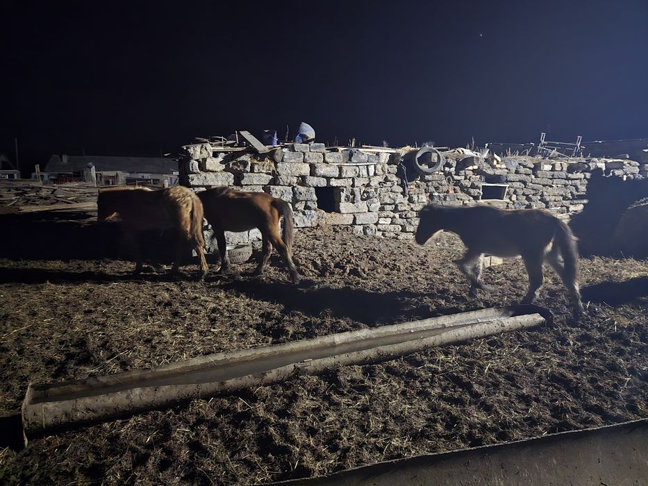 Продам 4 тай или обмен на баран