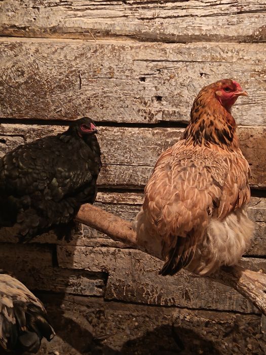 Продам кур и петуха брамы.