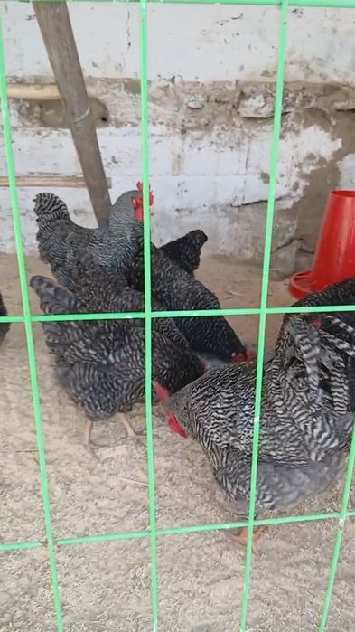 Амрокс парода тоза. 2+8