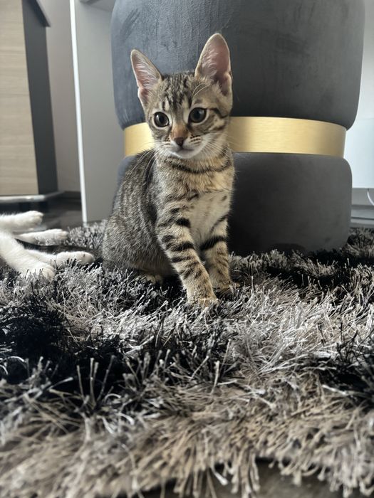 Donez pisici , au 3 luni