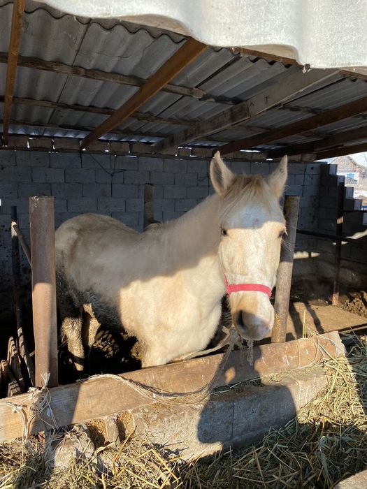 Жылқы байтал сатылады