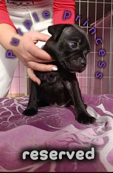 Стафордшир бул териер