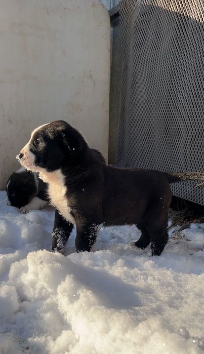 среднеазиатская овчарка
