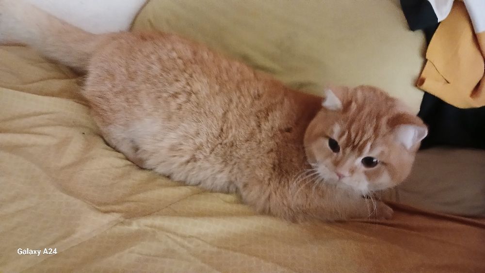 Шиншила страйт +