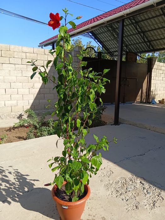 Срочно продам комнатные растения