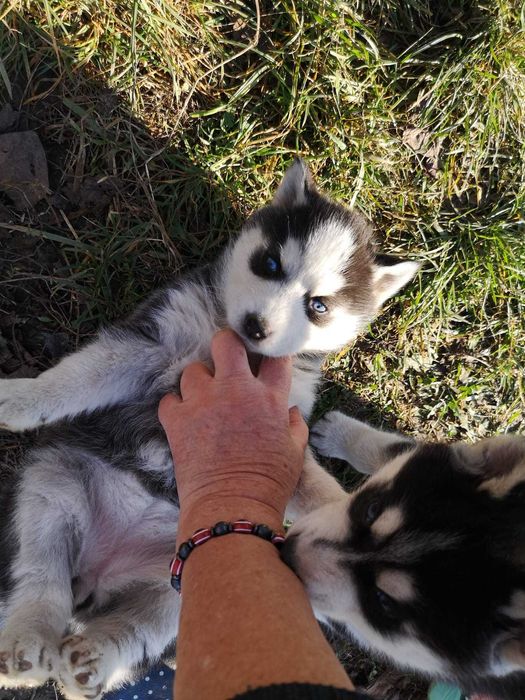 pui Husky ochii albastri, 2 luni