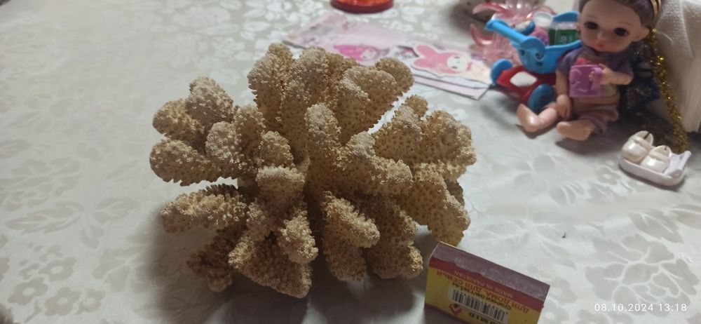Продам морские кораллы
