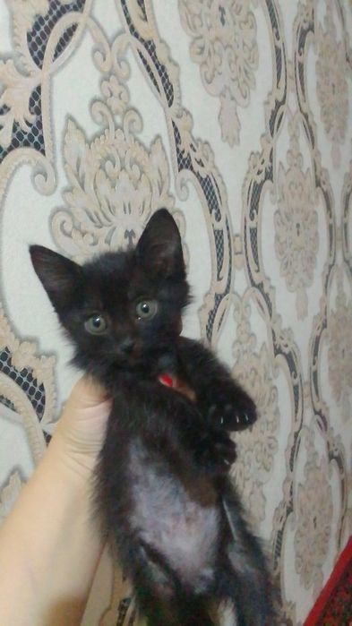 Chochqa bilan jinsiy aloqa