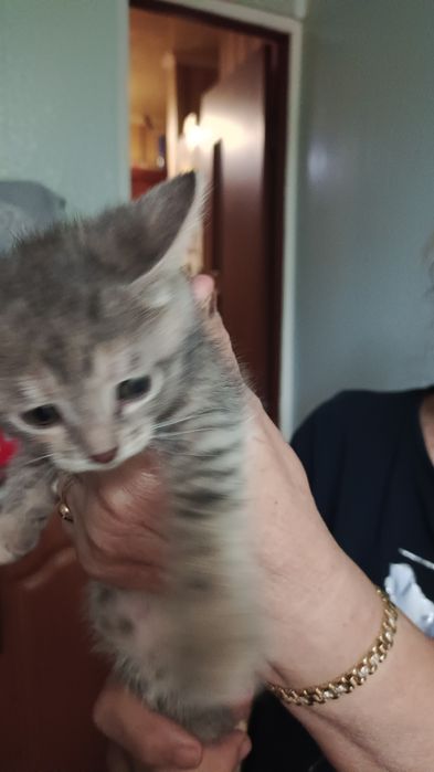 Отдам котят в добрые руки