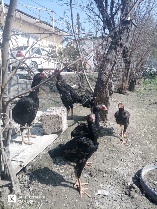 Паррандалар сотилади