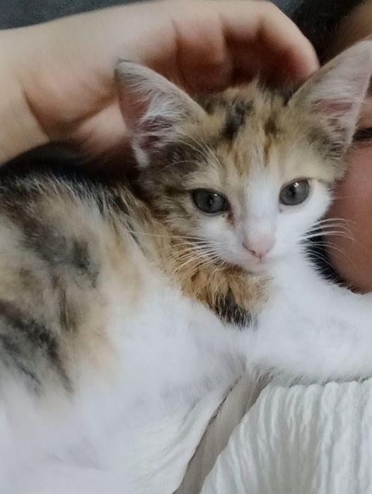 отдам котенок срочно