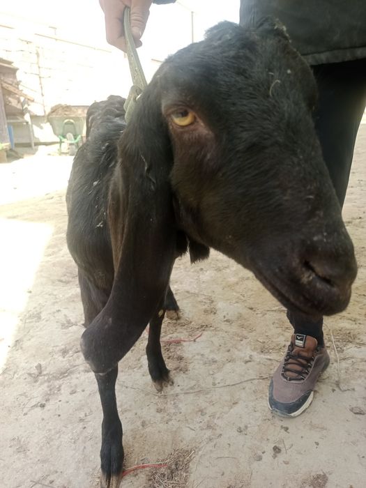 Ешкі сатылады сүтті